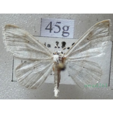 Idaea subsericeata (Haworth, 1809) Slovakia45g